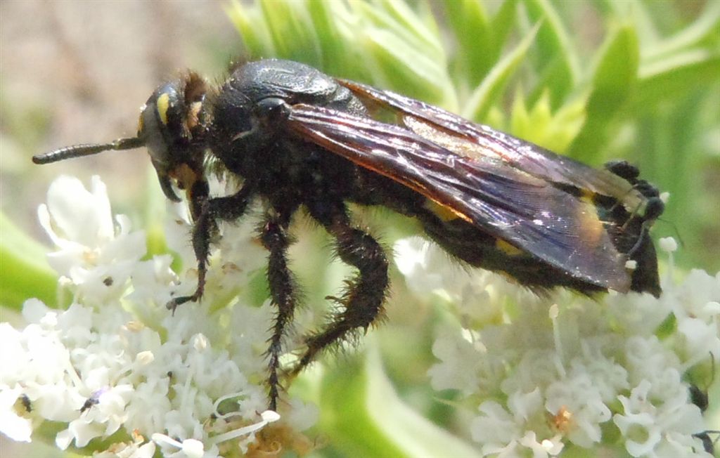 Colpa sexmaculata attaccata da formiche Tapinoma sp.